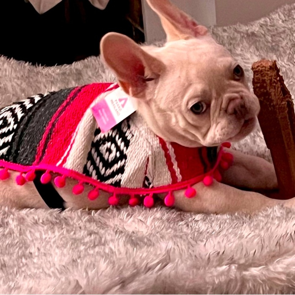 Dog clothing , ponchos and hoodies